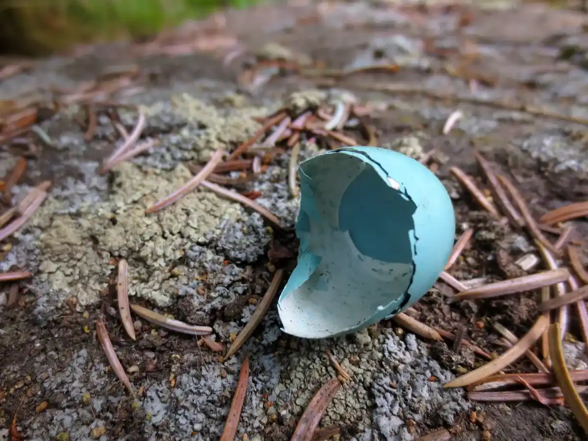 Blue robin egg shell by Susan Fluegel
